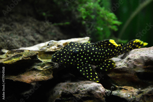 Beautiful tropical fish Baryancistrus xanthellus also called Gold nugget pleco.