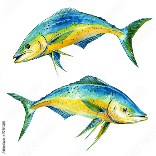 A Watercolor painting of mahi-mahi fish, delicately hand-painted with artistic brush strokes, minimal layout, white background, vector EPS. vector illustration