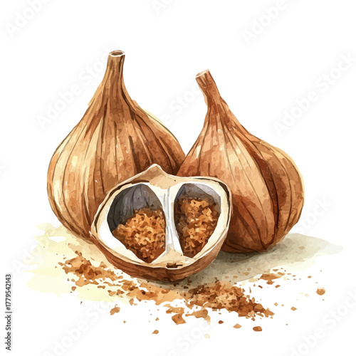 A Watercolor painting of mace spice, delicately hand-painted with artistic brush strokes, minimal layout, white background, vector EPS. vector illustration