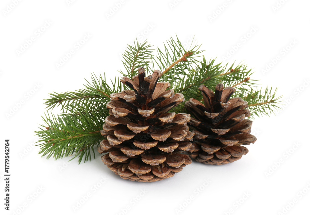 Fototapeta premium Beautiful fir branches with dry cones on white background