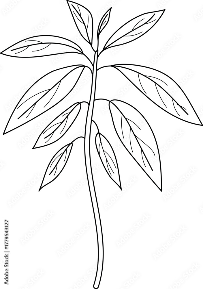 Fototapeta premium Coloring page with avocado plant (Persea americana) on white background 