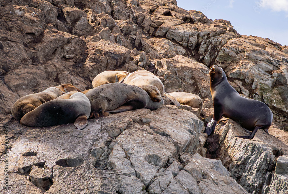 Fototapeta premium Sea lions resting on the rocks near the Lighthouse at the End of the World, Ushuaia, Argentina