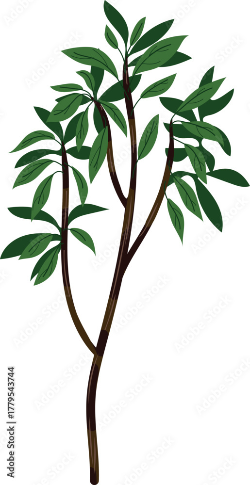 Naklejka premium Abstract deciduous tree isolated on white background