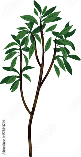 Abstract deciduous tree isolated on white background