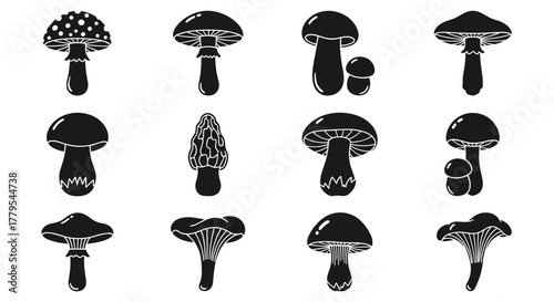 Mushroom medley collection, edible fungi varieties, forest harvest, illustrated vector art