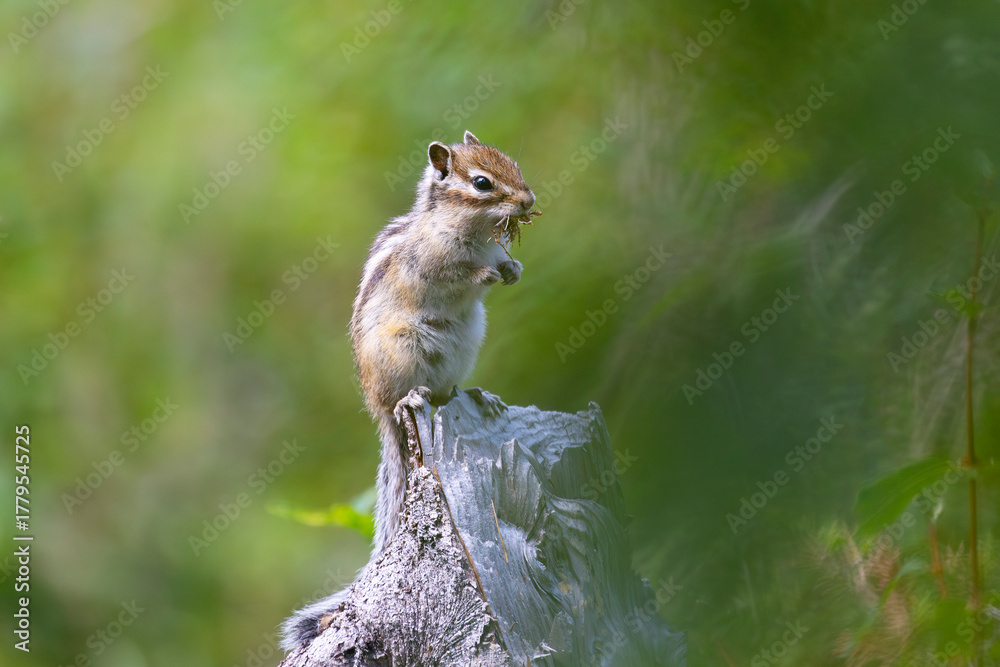 Obraz premium Chipmunk sits on a log close up. Russia, Altay