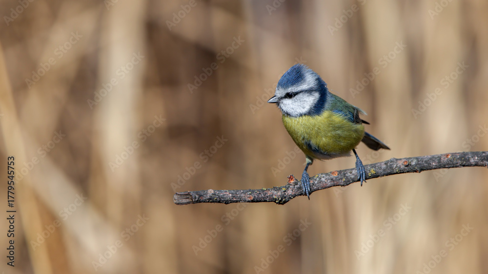 Fototapeta premium Cute blue tit bird perching on a branch