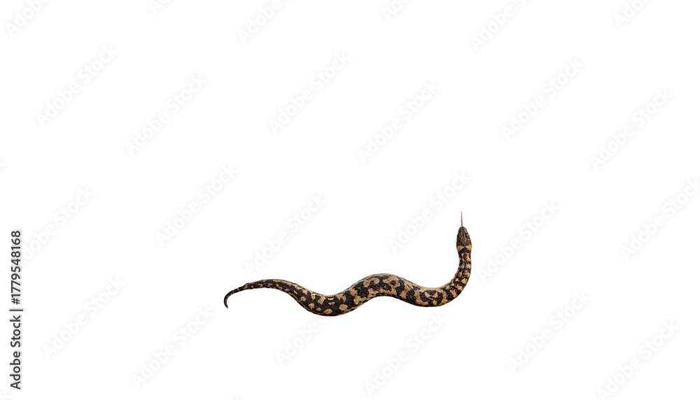 Obraz premium Isolated snake, detailed texture with open mouth, against solid black background