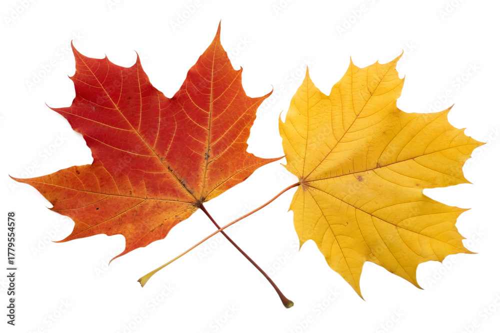Obraz premium Vibrant Autumn Maple Leaves in Red and Yellow Symbolizing the Change of Seasons and Natural Beauty