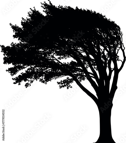 Silhouette of a windswept tree, a symbol of resilience and nature's power against the elements