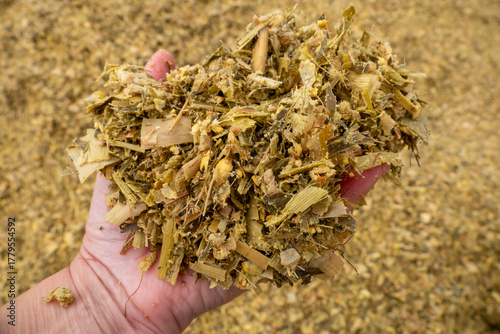 Corn silage for feeding dairy cows