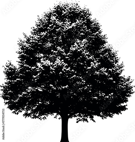 Elegant silhouette of a mature deciduous tree with dense foliage, capturing the natural beauty and organic form, ideal for graphic design and environmental projects