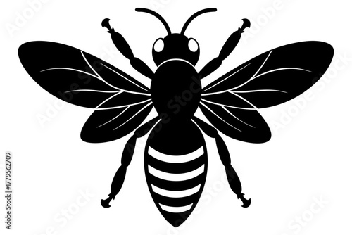 black and white beetle