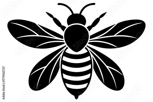 black and white beetle