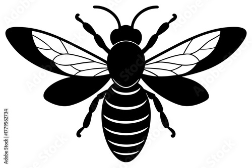 black and white beetle