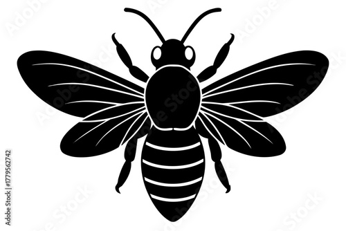 black and white beetle