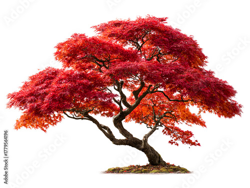 Vibrant red Japanese maple tree in full autumn foliage, isolated on transparent cutout background