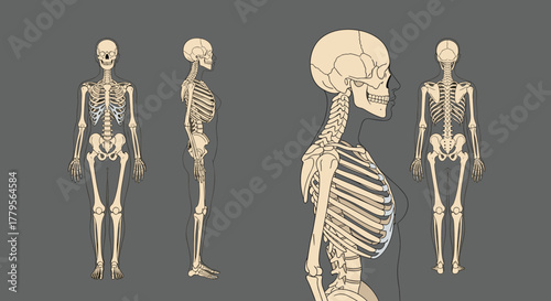 Anatomical illustration of the human skeleton presented in full front, side, and back views, with a close-up profile of the upper torso and head.