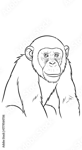 Chimpanzee Line Art Illustration Looking Forward, Detailed Primate Sketch in Black and White, Mammal Creature in Graphic Design Style for Nature Education and Wildlife Conservation Projects, Animal