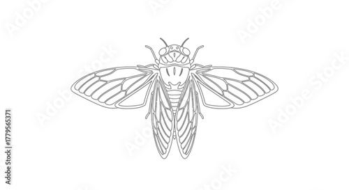 A detailed line drawing of a cicada with wings spread, showcasing its intricate wing structure.