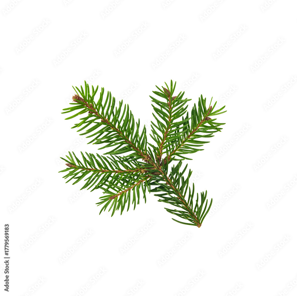 Naklejka premium Branch of fir tree isolated on white background with clipping path. Christmas card design element.
