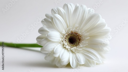 Close up of a delicate white daisy flower against a clean white background