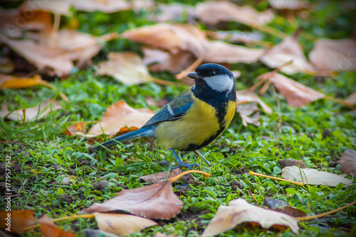 a blue tit on a branch (on grass)