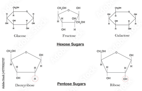 Monosaccharide Sugar Structures (Hexose and Pentose) isolated on white background.