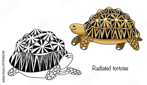 Radiated tortoise