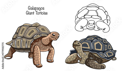 Galapagos Giant Tortoise