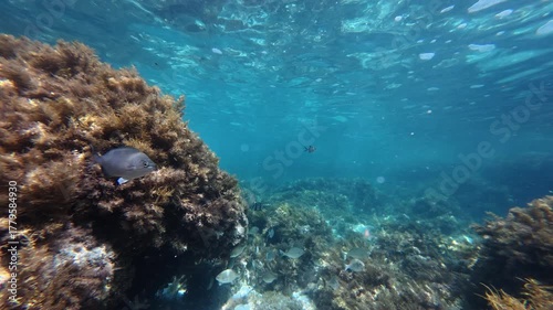 Wallpaper Mural Peaceful Underwater Marine Environment Torontodigital.ca