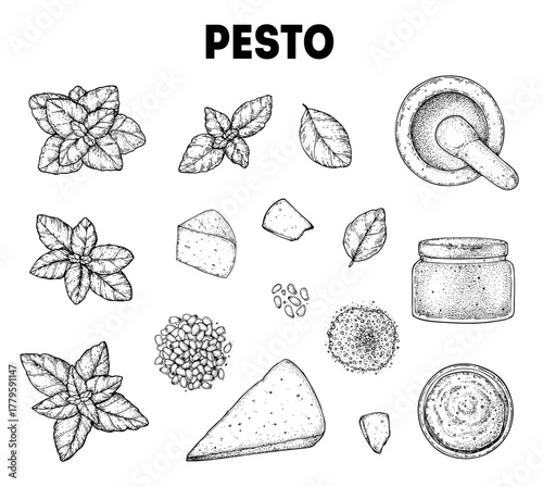 Pesto sauce ingredients vector illustration. Hand drawn sketch. Italian food. Basil, parmesan cheese, pine nuts, garlic, salt, arugula, mortar and pestle