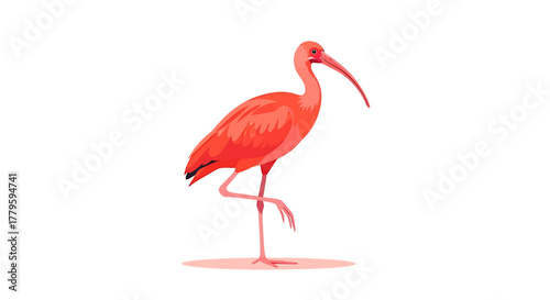 Scarlet ibis standing on one leg, a vibrant bird with a long, curved beak, isolated on a white background.