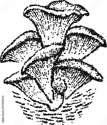 Oyster Mushroom Cluster Stipple Fungus Vector Illustration