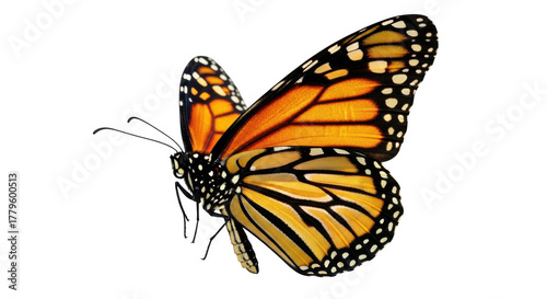 Butterfly isolated on transparent background