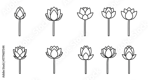 Simple line drawing showcases various stages of lotus flower bud development