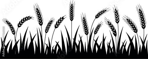 Fields of wheat stalks are silhouetted against a white background.