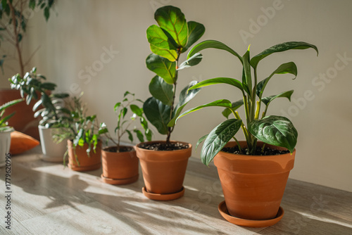 Row of various green houseplants in traditional terracotta pots and saucers, placed on a light wooden floor, with warm sunlight illuminating leaves and casting soft shadows