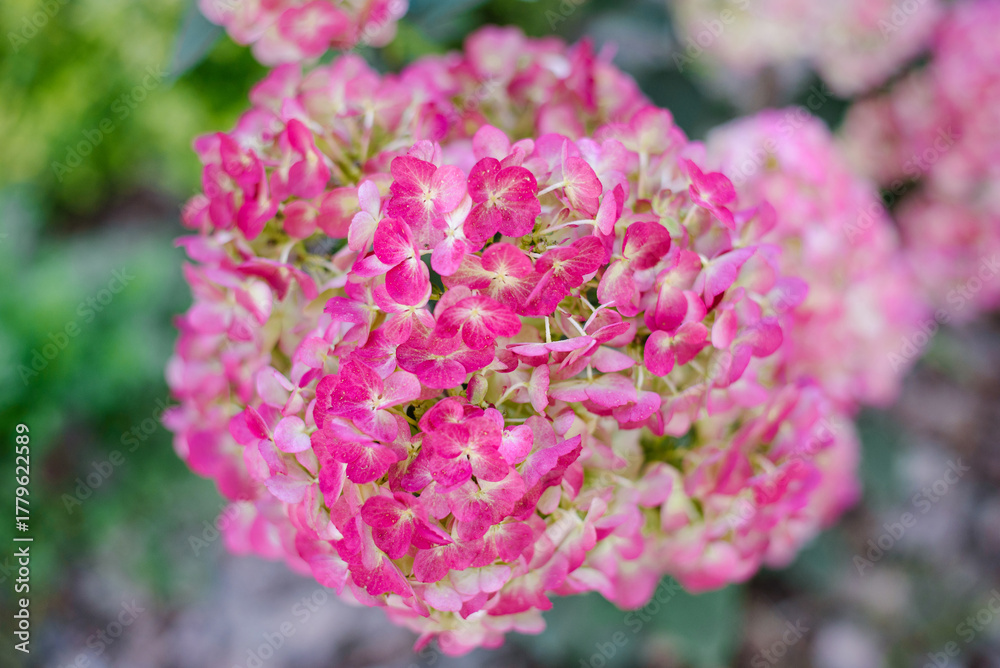 Fototapeta premium Blushing Framboisine Hydrangea with Bright Foliage