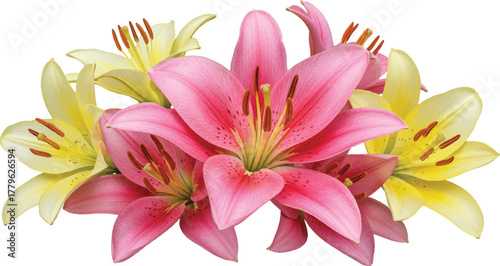 Pink lily bouquet on white background with blooming flowers