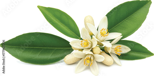Lily of the valley white and yellow flowers in a blooming garden