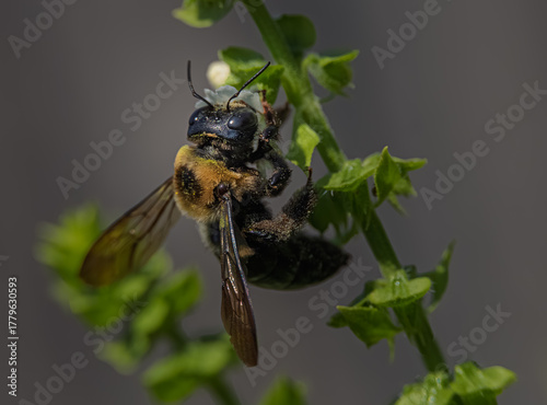 Carpenter Bee