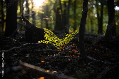 Ein einzelner Farn auf dem Waldboden im späten Gegenlicht