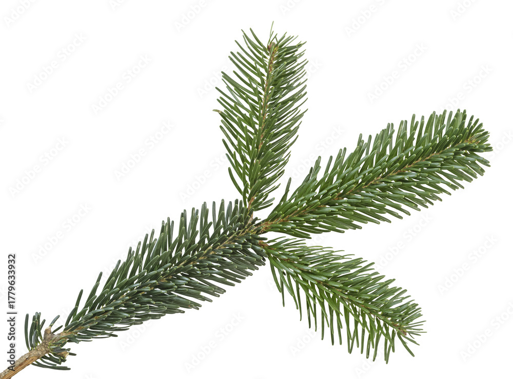 Naklejka premium Branche de sapin de Noël Nordmann