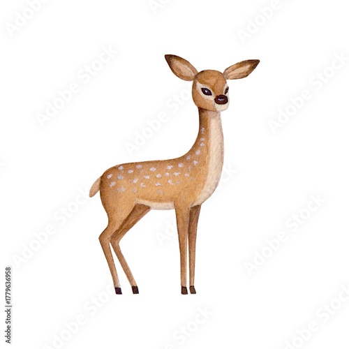 Watercolor deer without antlers isolated on white background