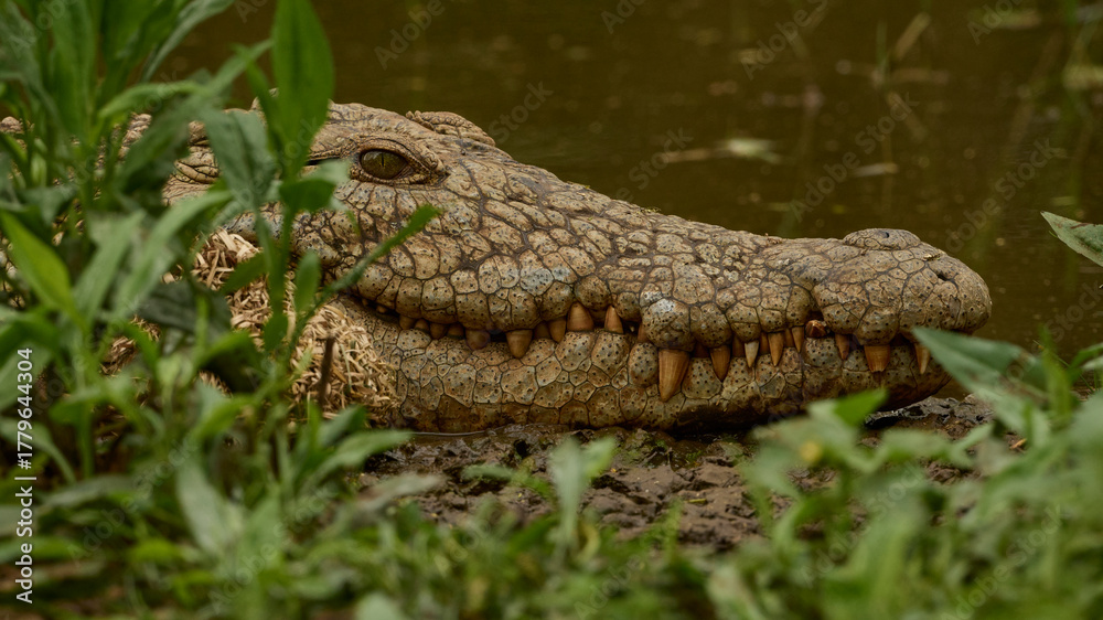 Obraz premium Close-up of a Nile crocodile in a waterhole at Manyoni Game reserve, South Africa