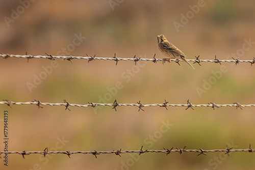 Sparrow on Barbed Wire with Blurred Grassland Background