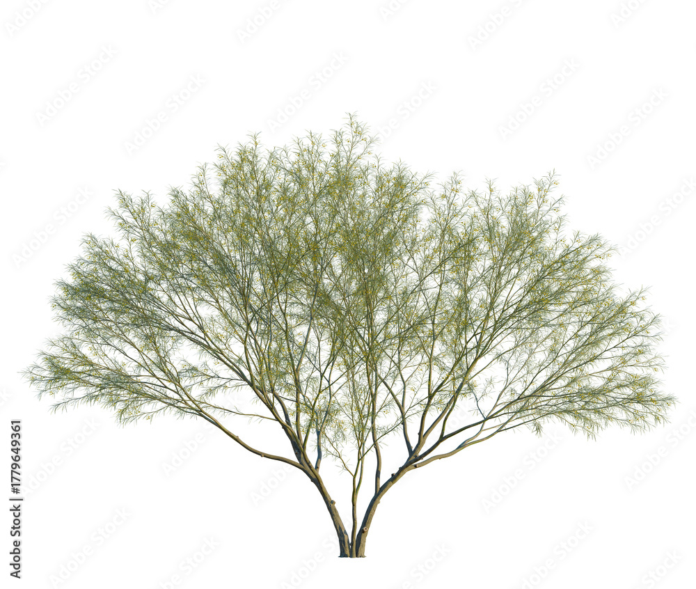 Obraz premium Parkinsonia aculeata tree, front view, cutout, transparent background, isolate, Captivating desert willow tree with delicate leaves and floral details