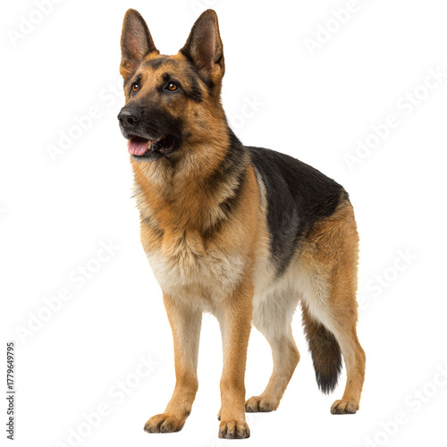 German Shepherd Standing Confidently With a Friendly Expression and Alert Posture in a Studio Setting.