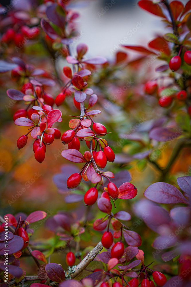 Obraz premium Barberry branches with vivid red berries and purple leaves in an autumn garden.